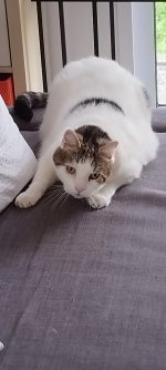 Problème appareil photo redminote 11 pro
